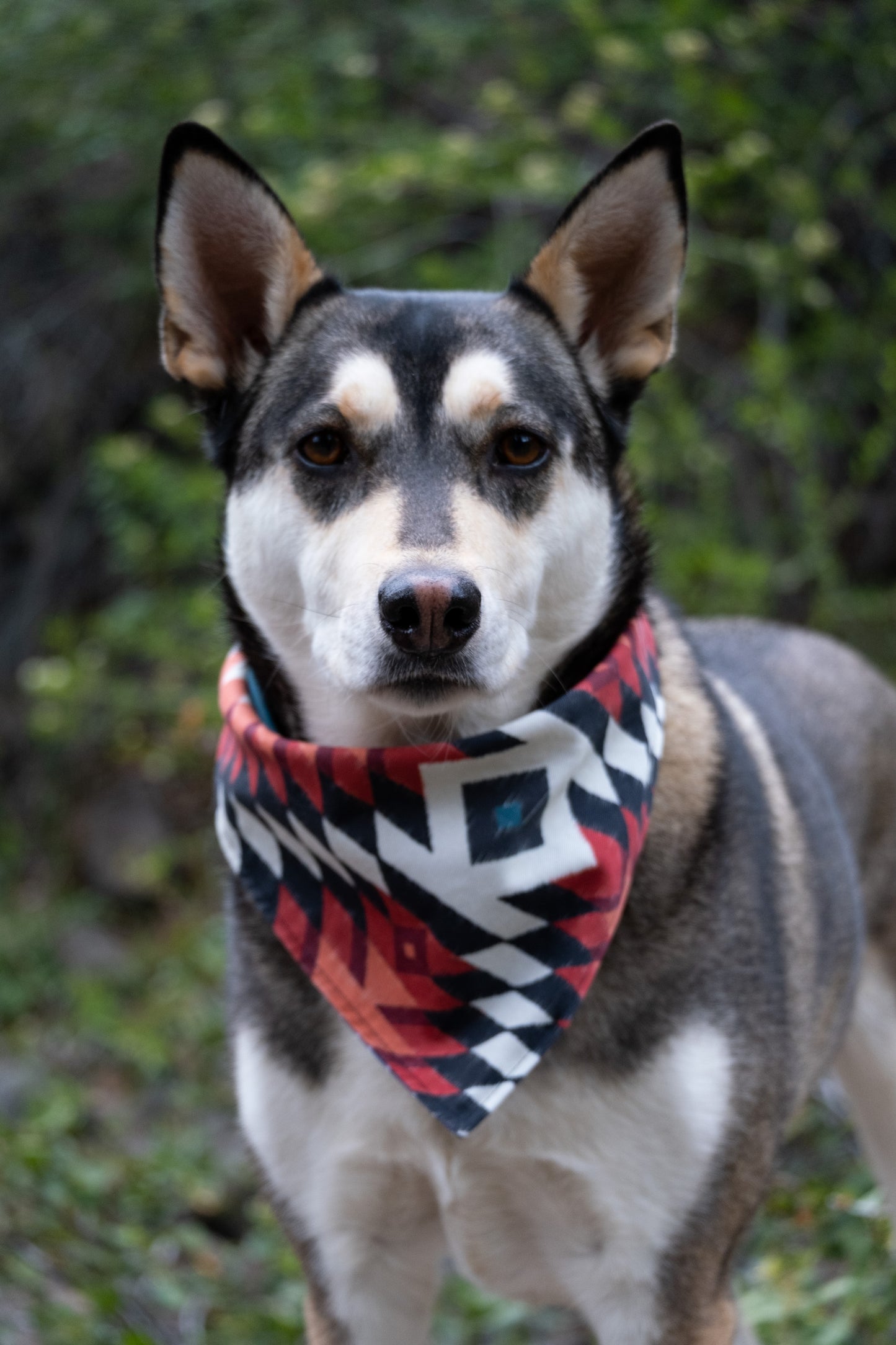 Mountain Phoenix Reversible Bandana