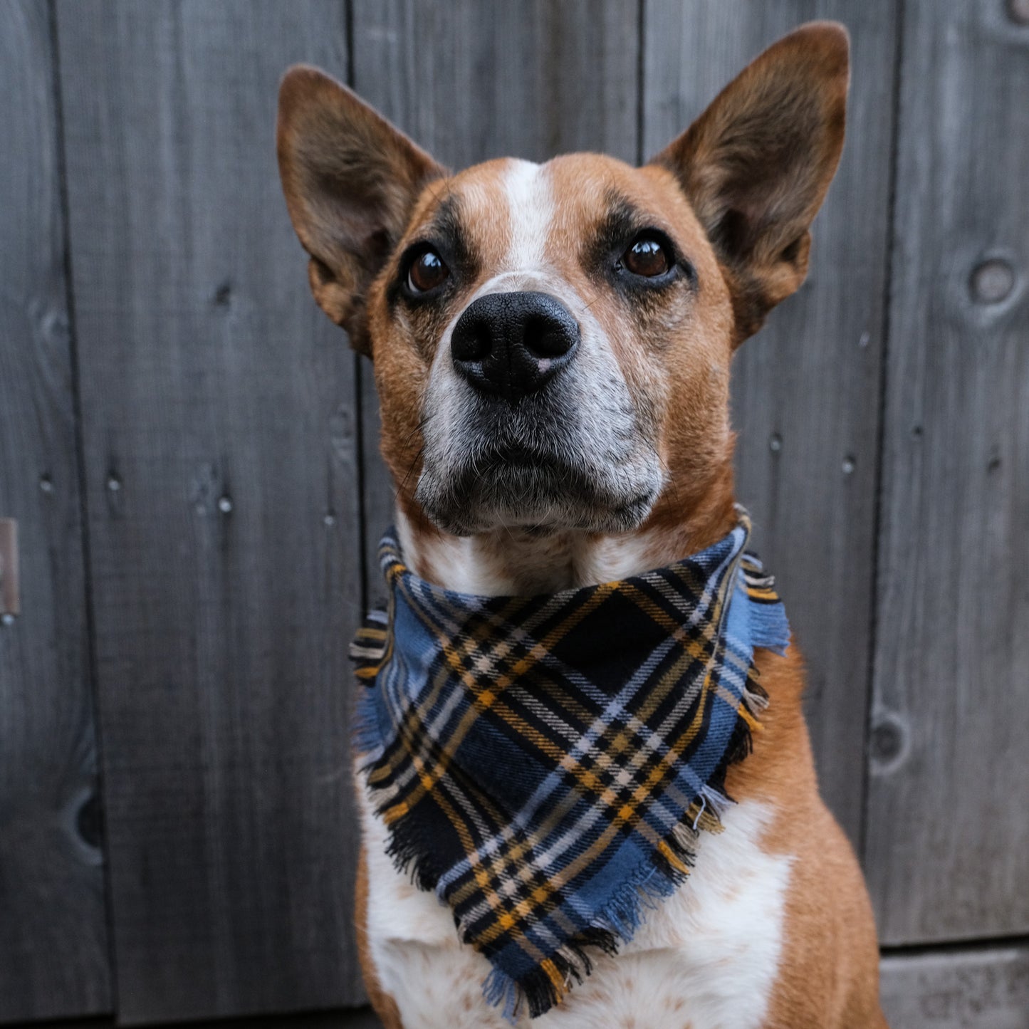 Tahoe Flannel Bandana - Clip-On