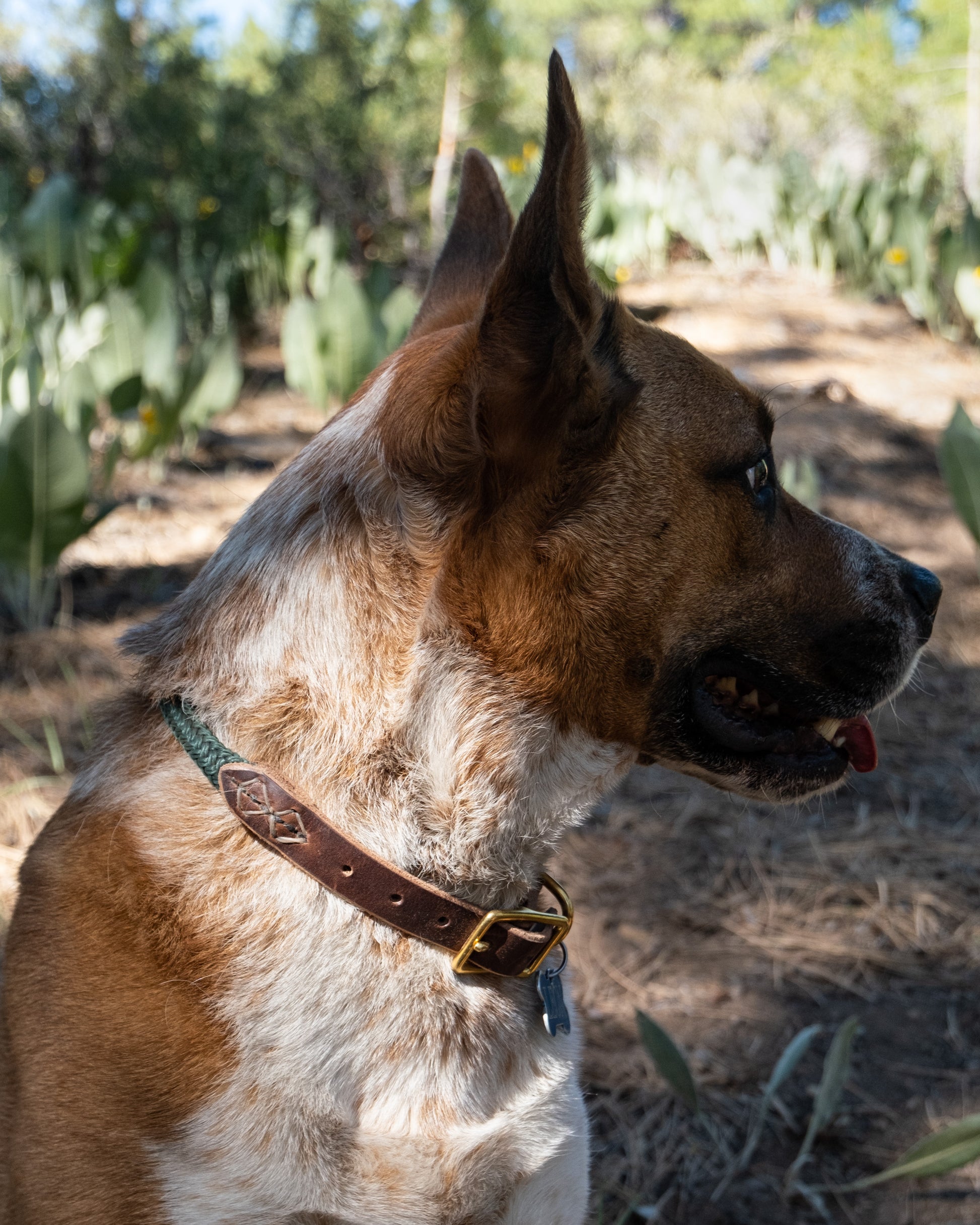 leather rope collar model