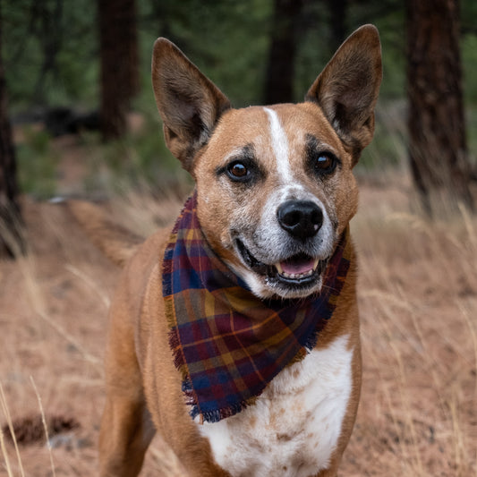 Aberdeen Flannel Bandana - Clip On