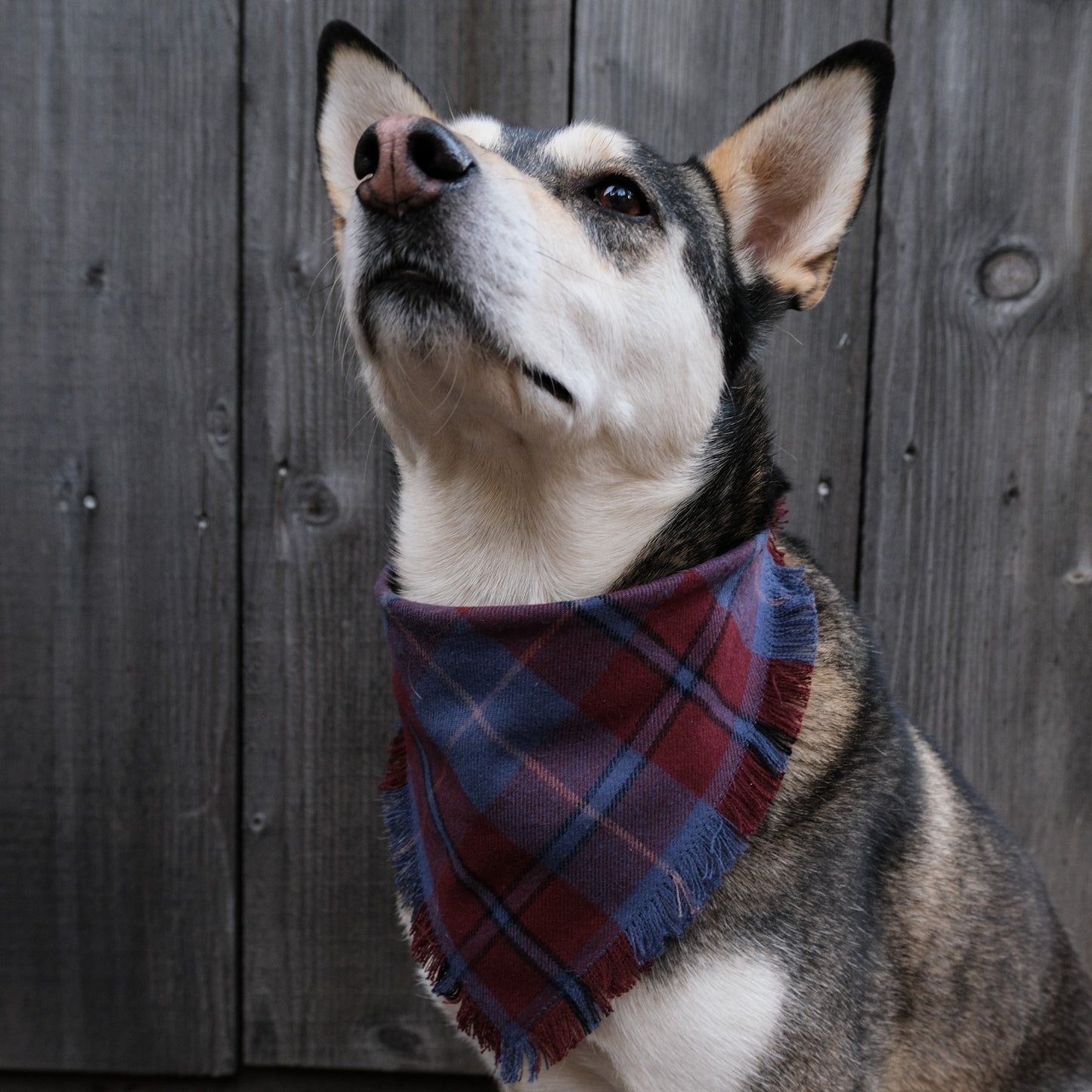 Truckee Flannel Bandana - Clip-On