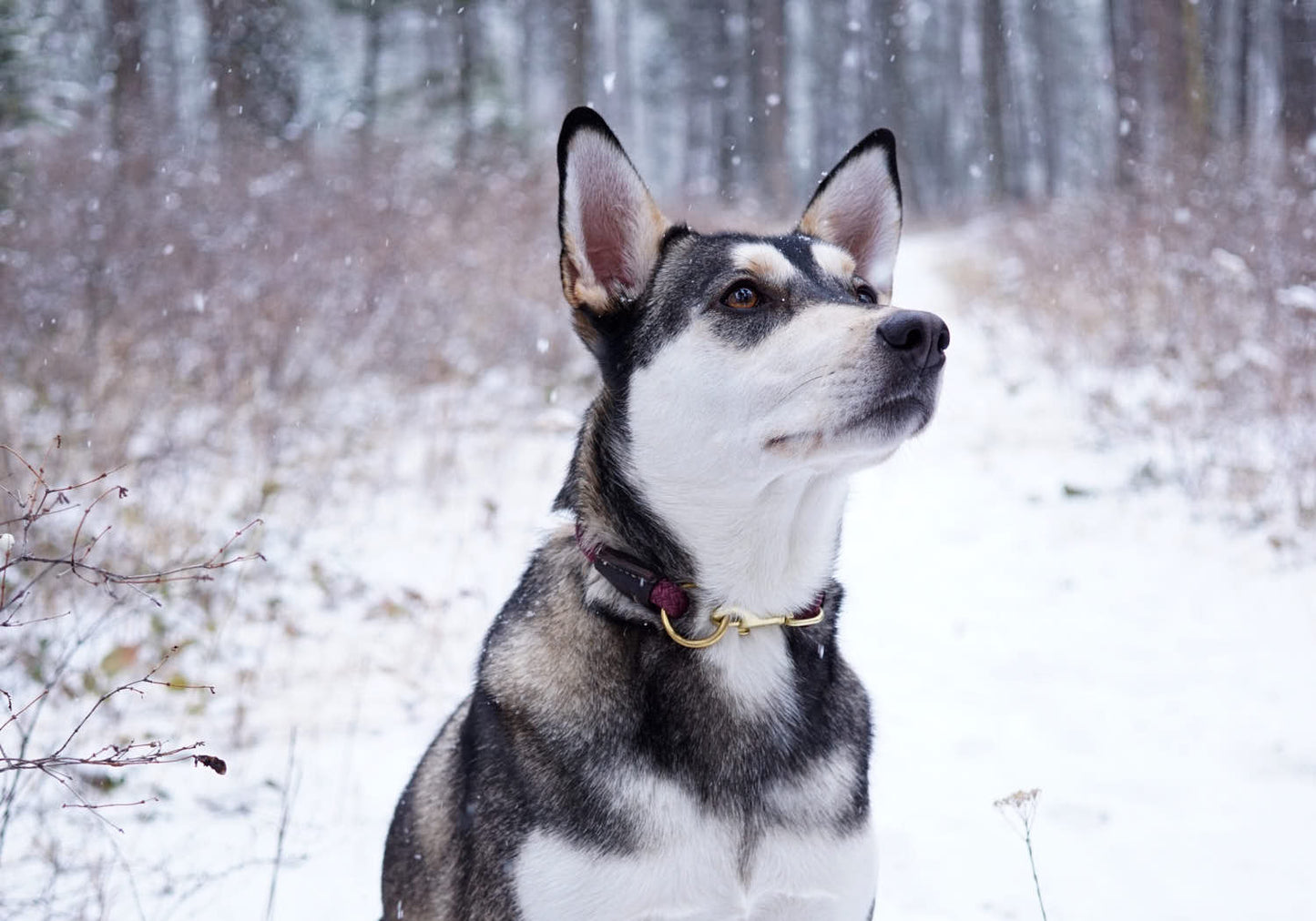 The Daily Getup-Dog Collar-[curren_alte_text]-WanderDog Designs