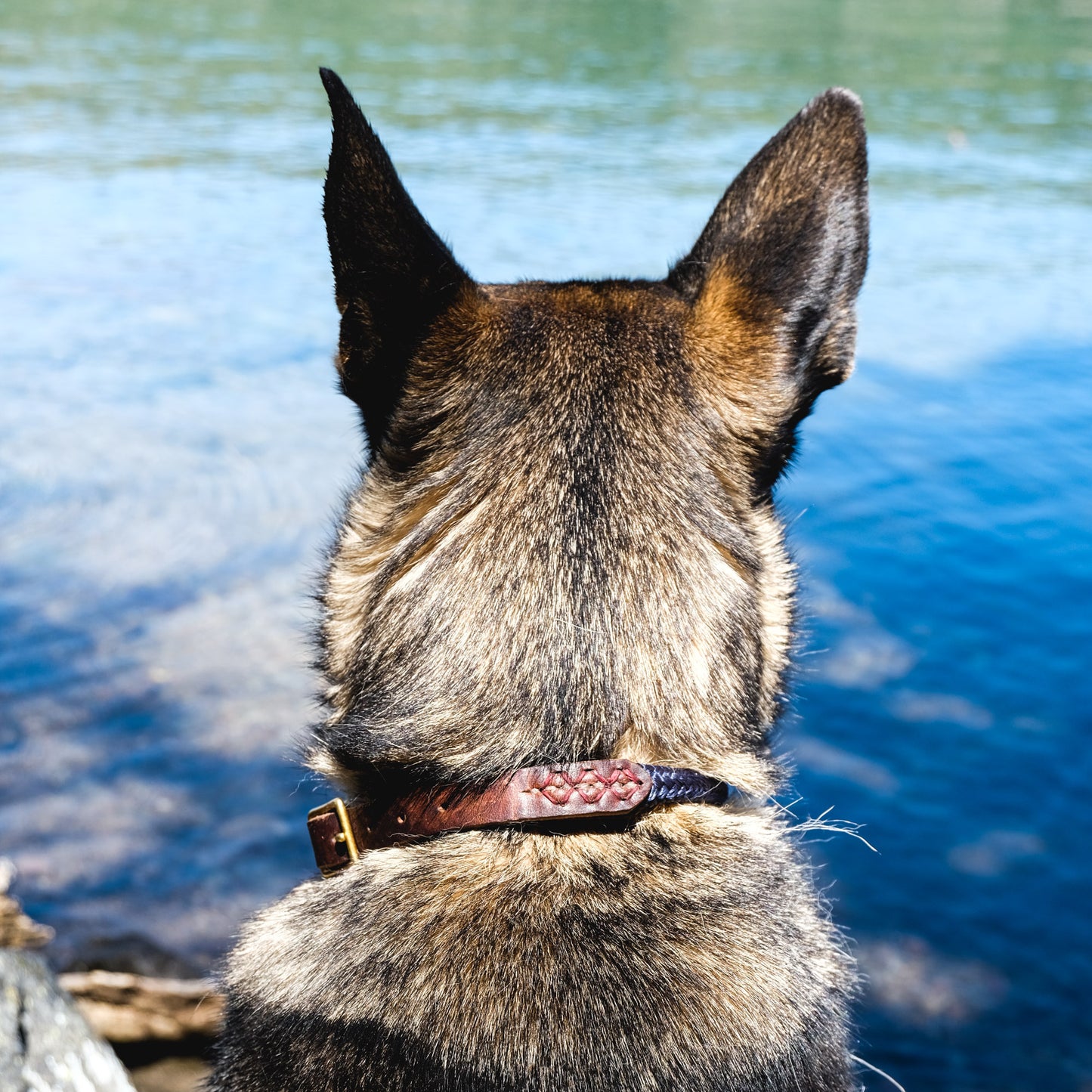 The Daily Adventure Collar