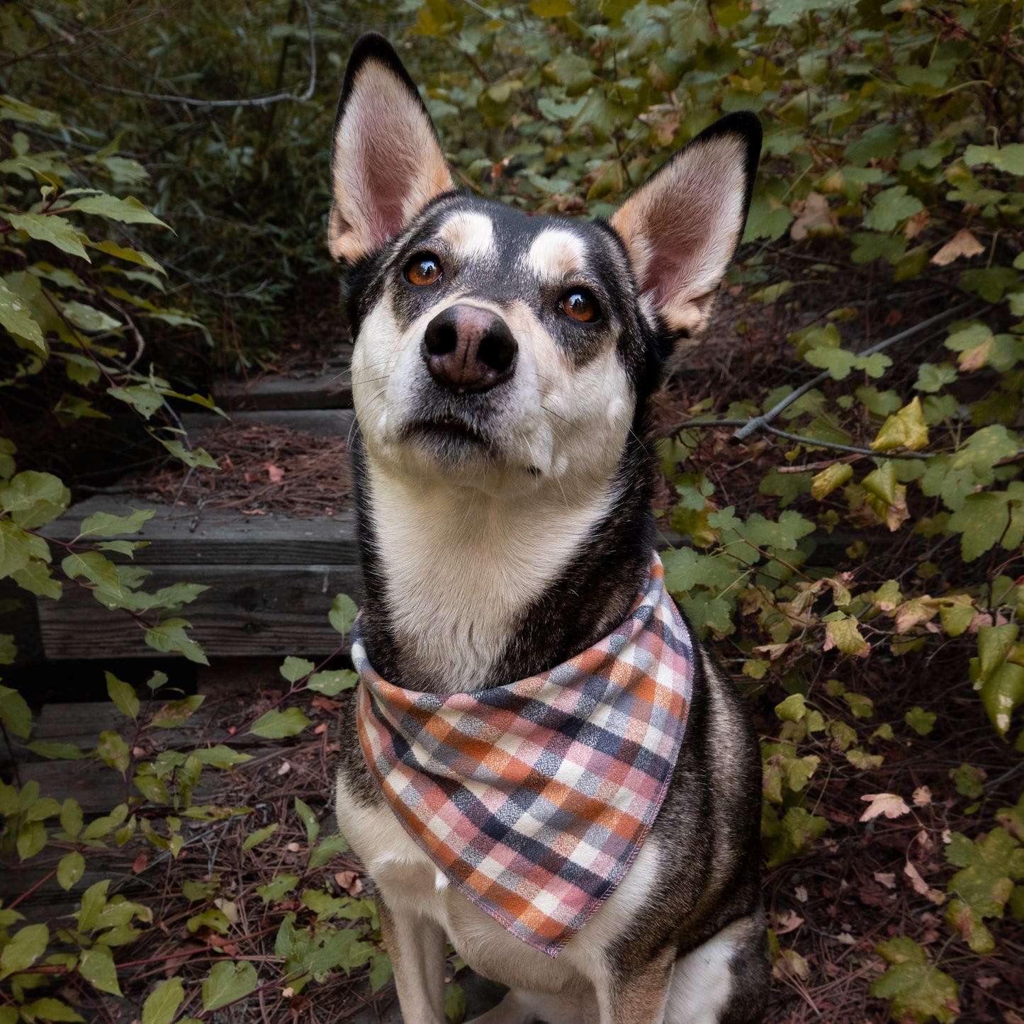 The Chelsea Plaid Clip Bandana