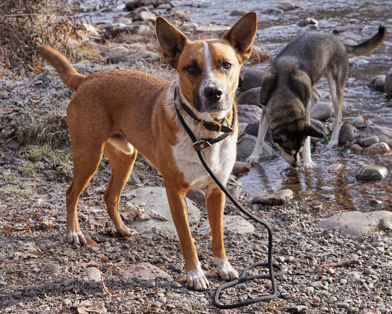 Natural rope slip dog lead best sale