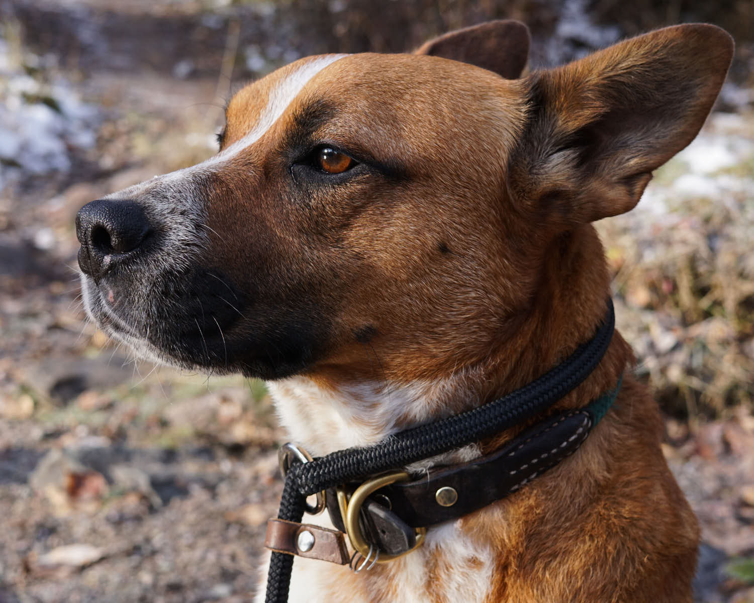 Rope Slip Lead WanderDog WanderDog Designs