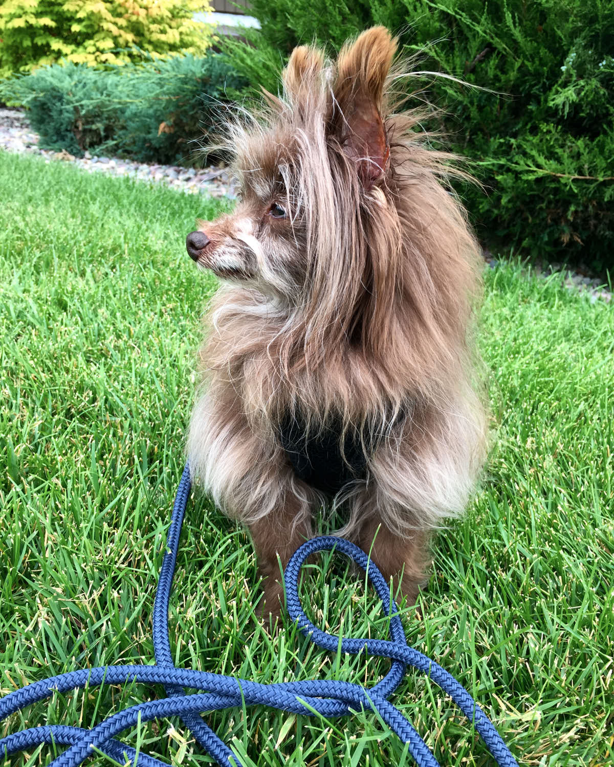 Tiny dog outlet leash